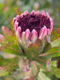 The Art of Growing Proteas: Afternoon Session